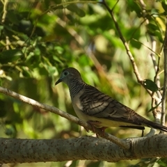 Geopelia placida (Peaceful Dove) at Kelso, QLD - 16 Feb 2025 by TerryS