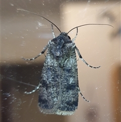 Agrotis porphyricollis (Variable Cutworm) at Penrose, NSW - 27 Feb 2025 by Aussiegall