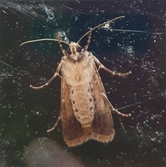 Agrotis porphyricollis at Penrose, NSW - suppressed
