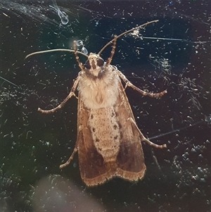 Agrotis porphyricollis at Penrose, NSW - suppressed