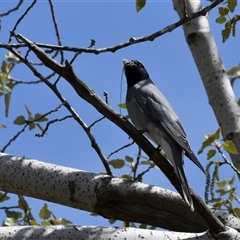 Coracina novaehollandiae (Black-faced Cuckooshrike) at Holt, ACT - 7 Oct 2019 by Untidy