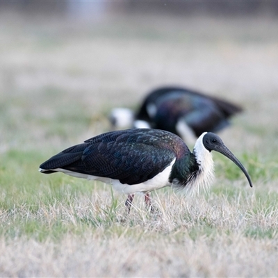 Threskiornis spinicollis (Straw-necked Ibis) at Holt, ACT - 30 Jul 2019 by Untidy