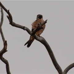 Falco longipennis (Australian Hobby) at Strathnairn, ACT - 8 Jun 2019 by Untidy