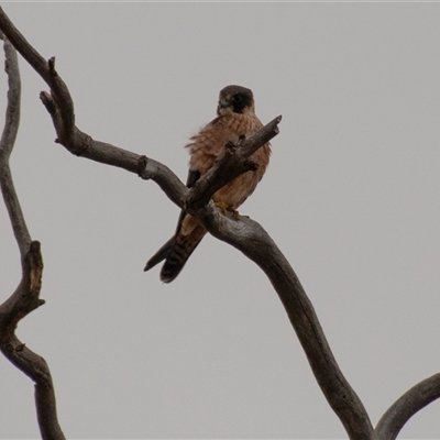 Falco longipennis (Australian Hobby) at Strathnairn, ACT - 8 Jun 2019 by Untidy