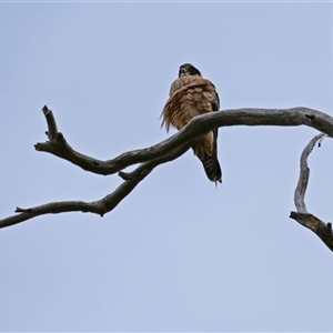 Falco longipennis at Strathnairn, ACT - 8 Jun 2019 03:53 PM