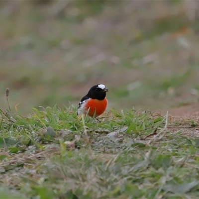 Petroica boodang (Scarlet Robin) at Yarralumla, ACT - 7 Jul 2024 by TimL