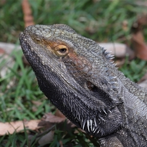 Pogona barbata (Eastern Bearded Dragon) at Acton, ACT - 23 Feb 2025 by TimL