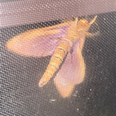 Abantiades hyalinatus (Mustard Ghost Moth) at Illawong, NSW - 28 Feb 2025 by larissaodonovan