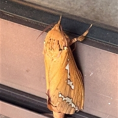 Abantiades hyalinatus at Illawong, NSW - Yesterday 07:51 AM