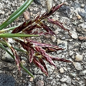 Cyperus sp. at Higgins, ACT - 28 Feb 2025 08:09 AM