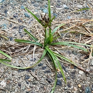 Cyperus sp. at Higgins, ACT - 28 Feb 2025 08:09 AM