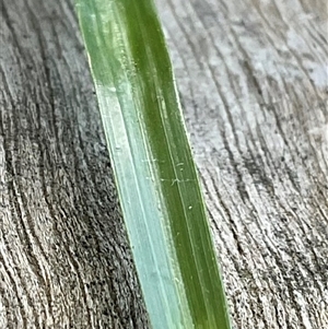 Cyperus sp. at Higgins, ACT - 28 Feb 2025 08:09 AM