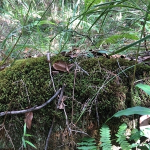 Unidentified Lichen at Kungala, NSW - 27 Feb 2025 by donnanchris