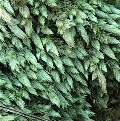 Unidentified Lichen at Kungala, NSW - 27 Feb 2025 by donnanchris