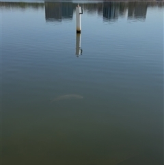 Unverified Fish at Acton, ACT - 7 Feb 2025 by Ashlieegrace