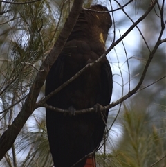 Calyptorhynchus lathami lathami at Hill Top, NSW - suppressed