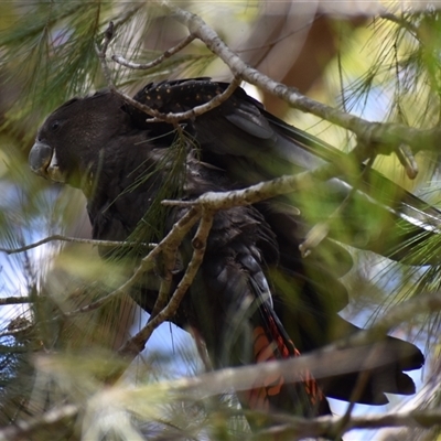 Calyptorhynchus lathami lathami (Glossy Black-Cockatoo) at Hill Top, NSW - 15 Oct 2021 by GITM2