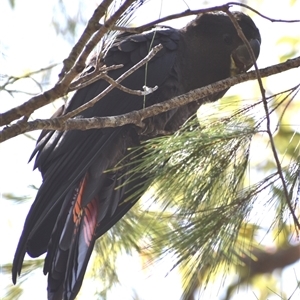 Calyptorhynchus lathami lathami at Hill Top, NSW - suppressed