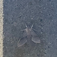 Hippotion scrofa (Coprosma Hawk Moth) at Chapman, ACT - 27 Feb 2025 by Zeffie