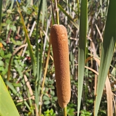 Typha orientalis (Broad-leaved Cumbumgi) at Captains Flat, NSW - 28 Feb 2025 by Csteele4