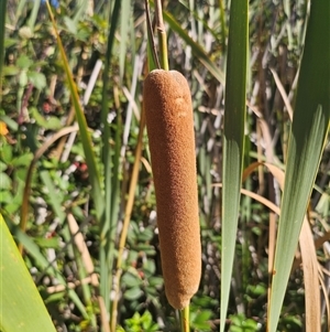 Typha orientalis at Captains Flat, NSW - 28 Feb 2025 10:05 AM