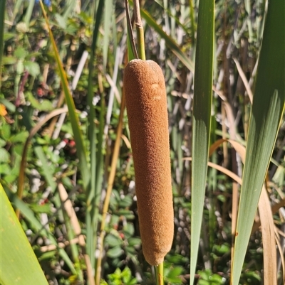 Typha orientalis (Broad-leaved Cumbumgi) at Captains Flat, NSW - 28 Feb 2025 by Csteele4