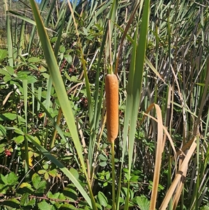 Typha orientalis at Captains Flat, NSW - 28 Feb 2025 10:05 AM