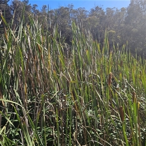 Typha orientalis at Captains Flat, NSW - 28 Feb 2025 10:05 AM