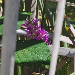 Lythrum salicaria (Purple Loosestrife) at Captains Flat, NSW - 28 Feb 2025 by Csteele4