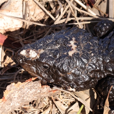 Tiliqua rugosa (Shingleback Lizard) at Bango, NSW - 11 Feb 2025 by ConBoekel