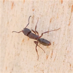 Rhytidoponera tasmaniensis at Bango, NSW - 11 Feb 2025 by ConBoekel