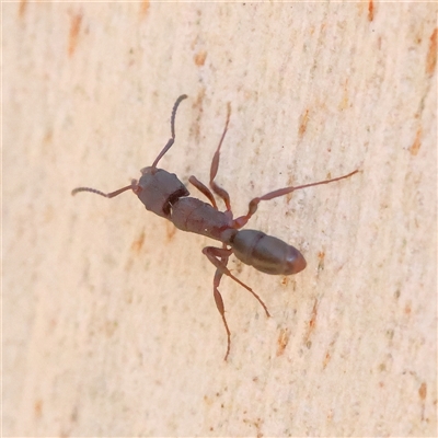 Rhytidoponera tasmaniensis at Bango, NSW - 11 Feb 2025 by ConBoekel