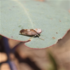 Brunotartessus fulvus (Yellow-headed Leafhopper) at Bango, NSW - 11 Feb 2025 by ConBoekel