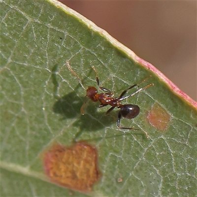 Papyrius sp. (genus) (A Coconut Ant) at Bango, NSW - 11 Feb 2025 by ConBoekel