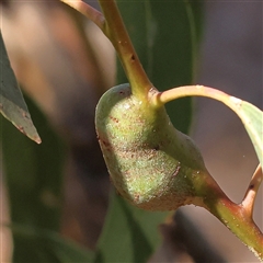 Unidentified Eucalyptus Gall at Bango, NSW - 11 Feb 2025 by ConBoekel