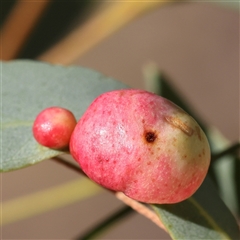 Unidentified Eucalyptus Gall at Bango, NSW - 11 Feb 2025 by ConBoekel