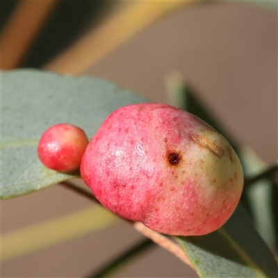 Unidentified Eucalyptus Gall at Bango, NSW - 11 Feb 2025 by ConBoekel