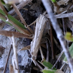 Faveria tritalis (Couchgrass Webworm) at Bango, NSW - 11 Feb 2025 by ConBoekel