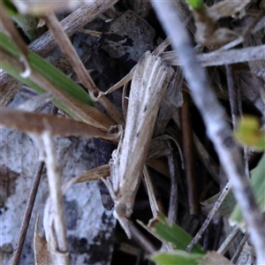 Faveria tritalis (Couchgrass Webworm) at Bango, NSW - 11 Feb 2025 by ConBoekel