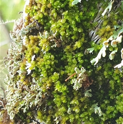 Unidentified Lichen, Moss or other Bryophyte by MazzV