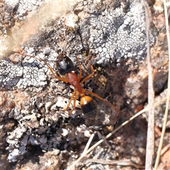 Camponotus consobrinus (Banded sugar ant) at Bango, NSW - 11 Feb 2025 by ConBoekel