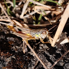 Praxibulus sp. (genus) (A grasshopper) at Bango, NSW - 11 Feb 2025 by ConBoekel