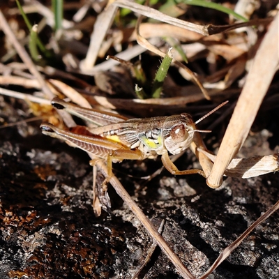 Praxibulus sp. (genus) (A grasshopper) at Bango, NSW - 11 Feb 2025 by ConBoekel