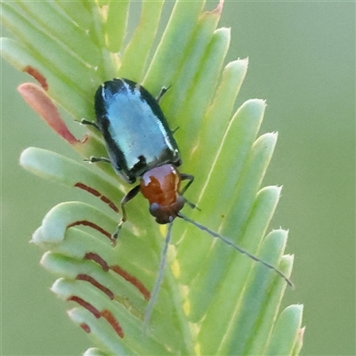 Adoxia benallae (Leaf beetle) at Bango, NSW - 11 Feb 2025 by ConBoekel