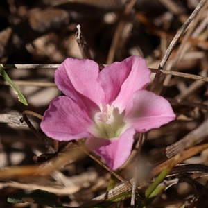 Convolvulus angustissimus at Bango, NSW - 11 Feb 2025 10:43 AM