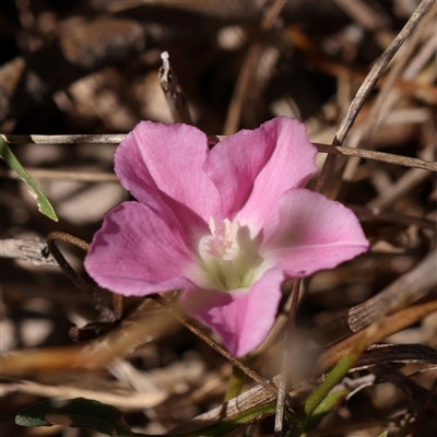 Convolvulus angustissimus (Pink Bindweed) at Bango, NSW - 11 Feb 2025 by ConBoekel