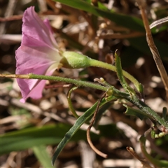 Convolvulus angustissimus at Bango, NSW - 11 Feb 2025 10:43 AM