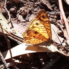 Geitoneura acantha (Ringed Xenica) at Bango, NSW - 11 Feb 2025 by ConBoekel