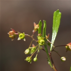 Dodonaea viscosa subsp. cuneata (Wedge-leaved Hop Bush) at Bango, NSW - 11 Feb 2025 by ConBoekel