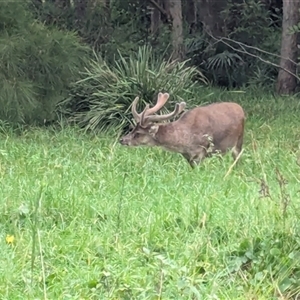 Rusa timoriensis at Bulli, NSW - 25 Feb 2025 09:56 AM
